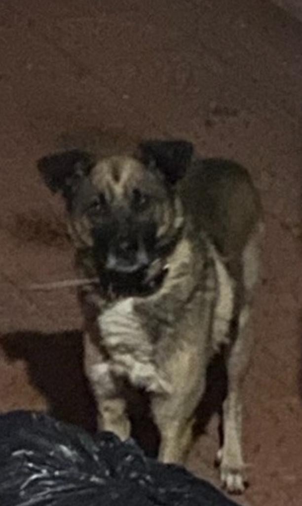 Пропала собака в Чите — фото объявления