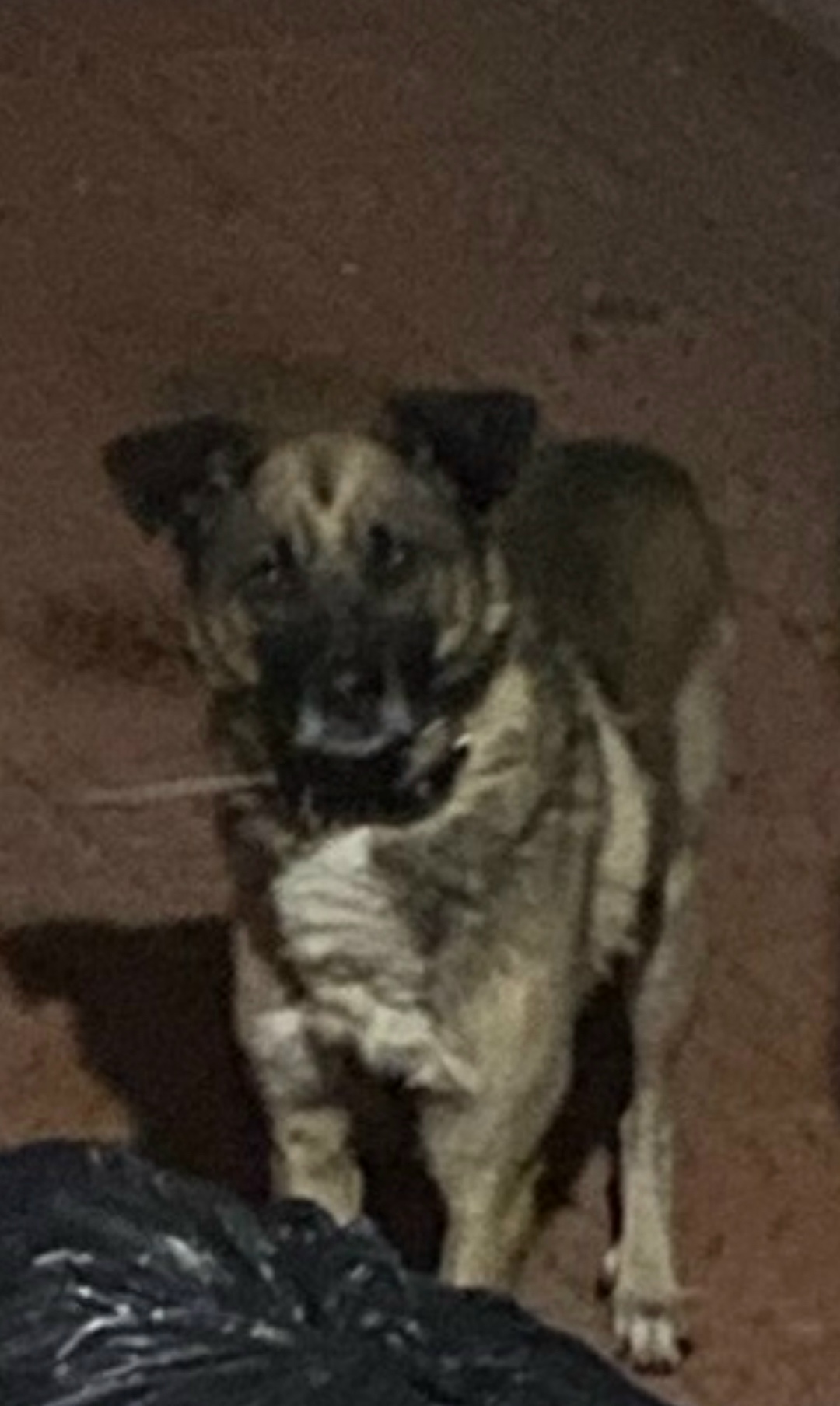 Найдена собака в Чите — фото объявления