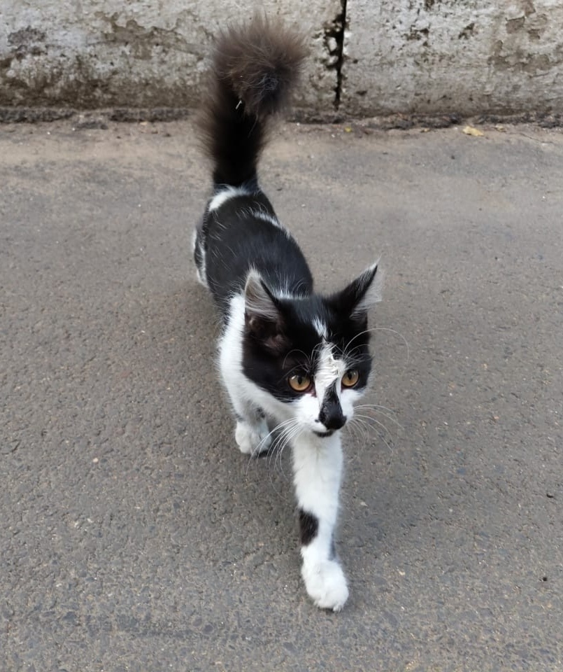 Найдена собака в Чите — фото объявления