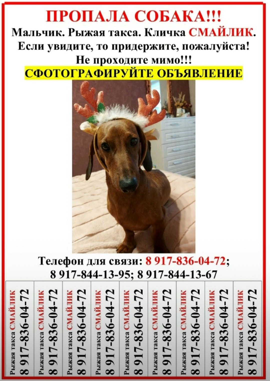 Пропала собака в Волжском — фото объявления