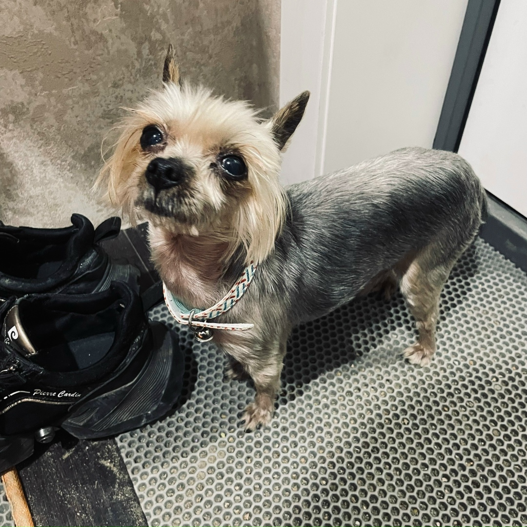 Найдена собака в Волжском — фото объявления