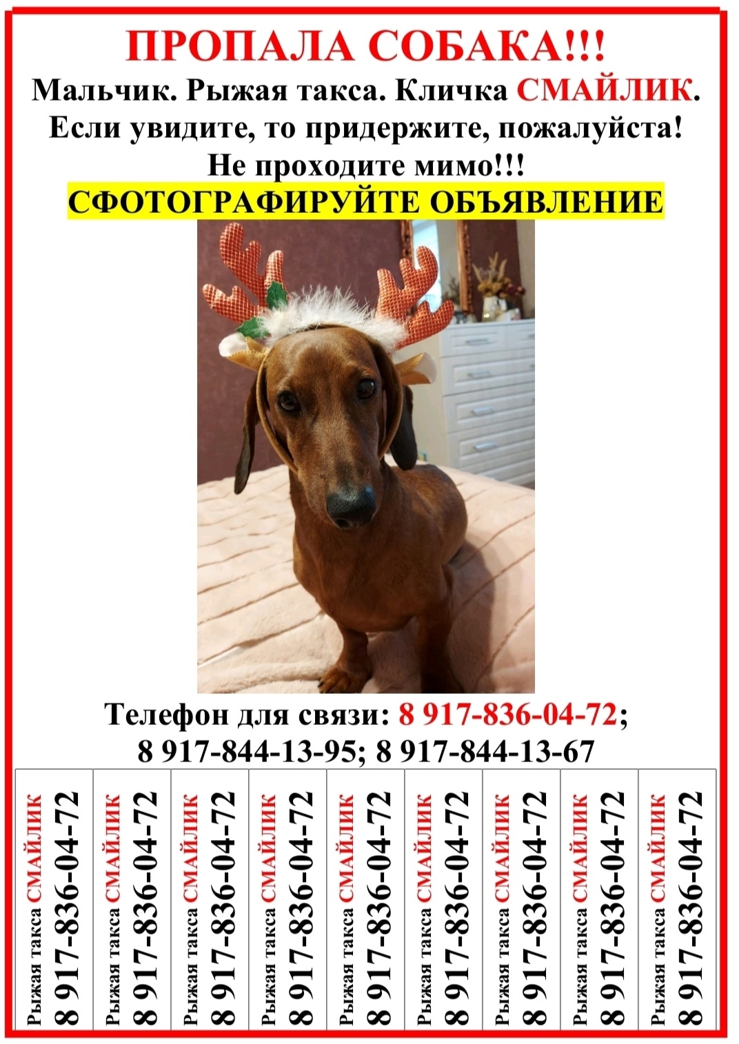 Пропала собака в Волжском — фото объявления