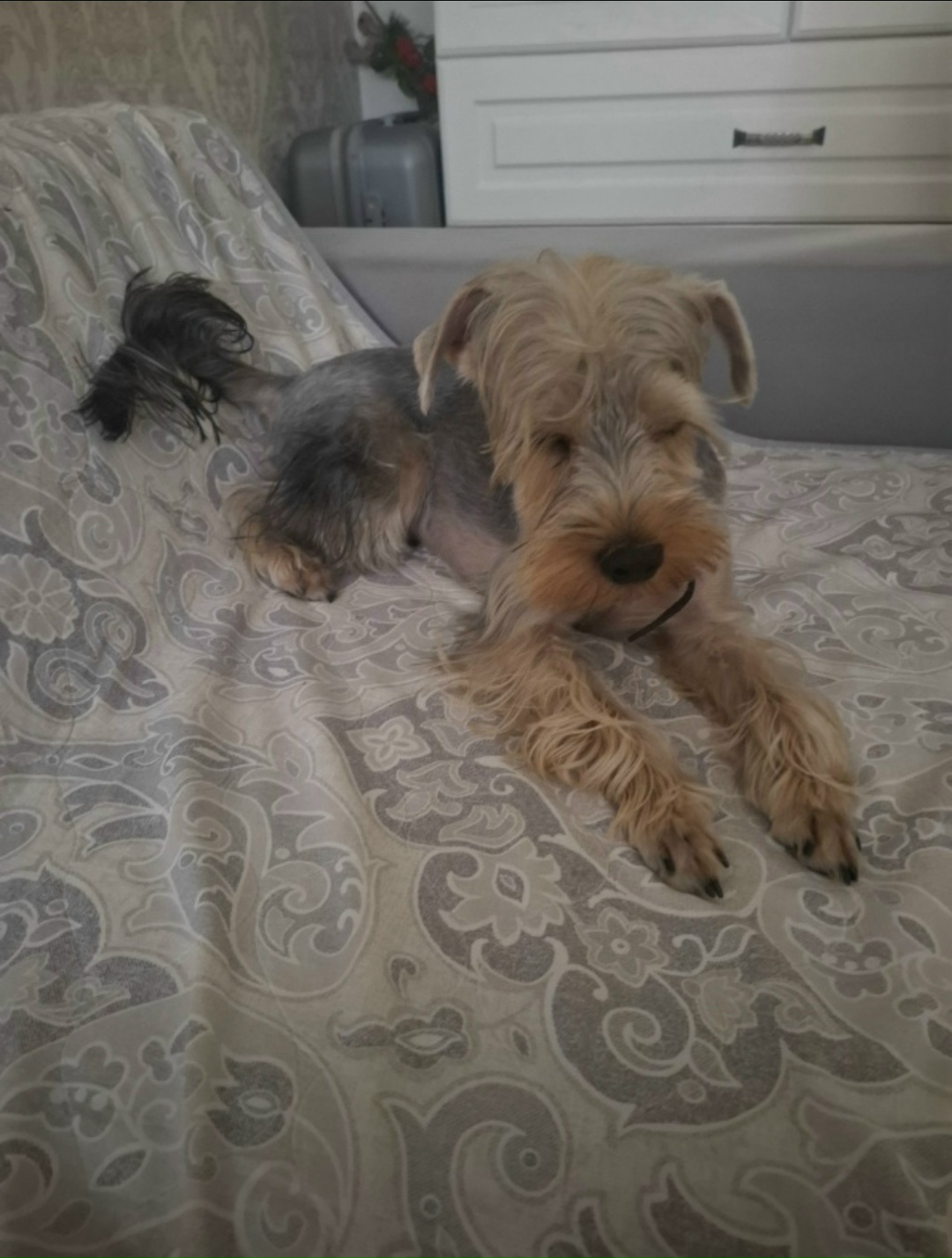 Пропала собака в Волжском — фото объявления