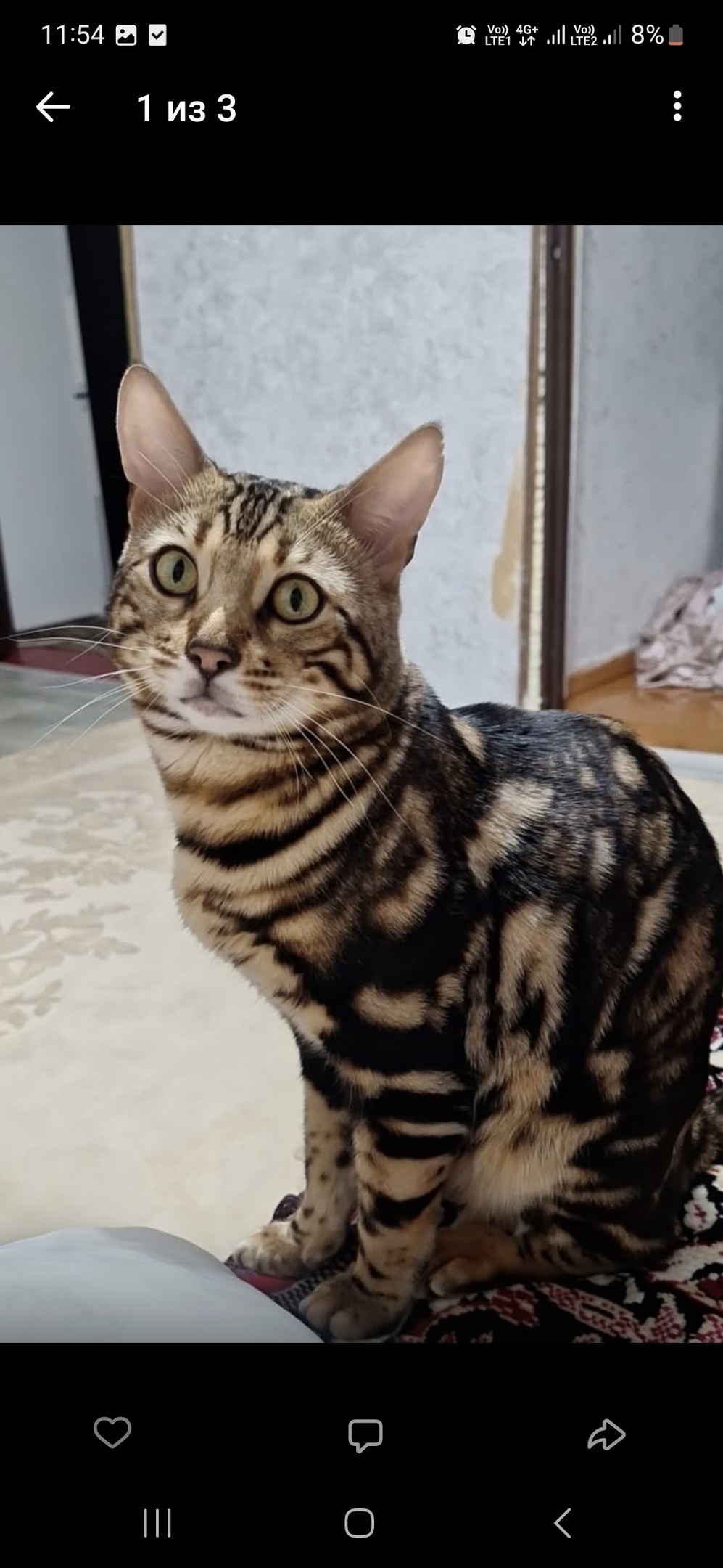 Пропала кошка в Волжском — фото объявления