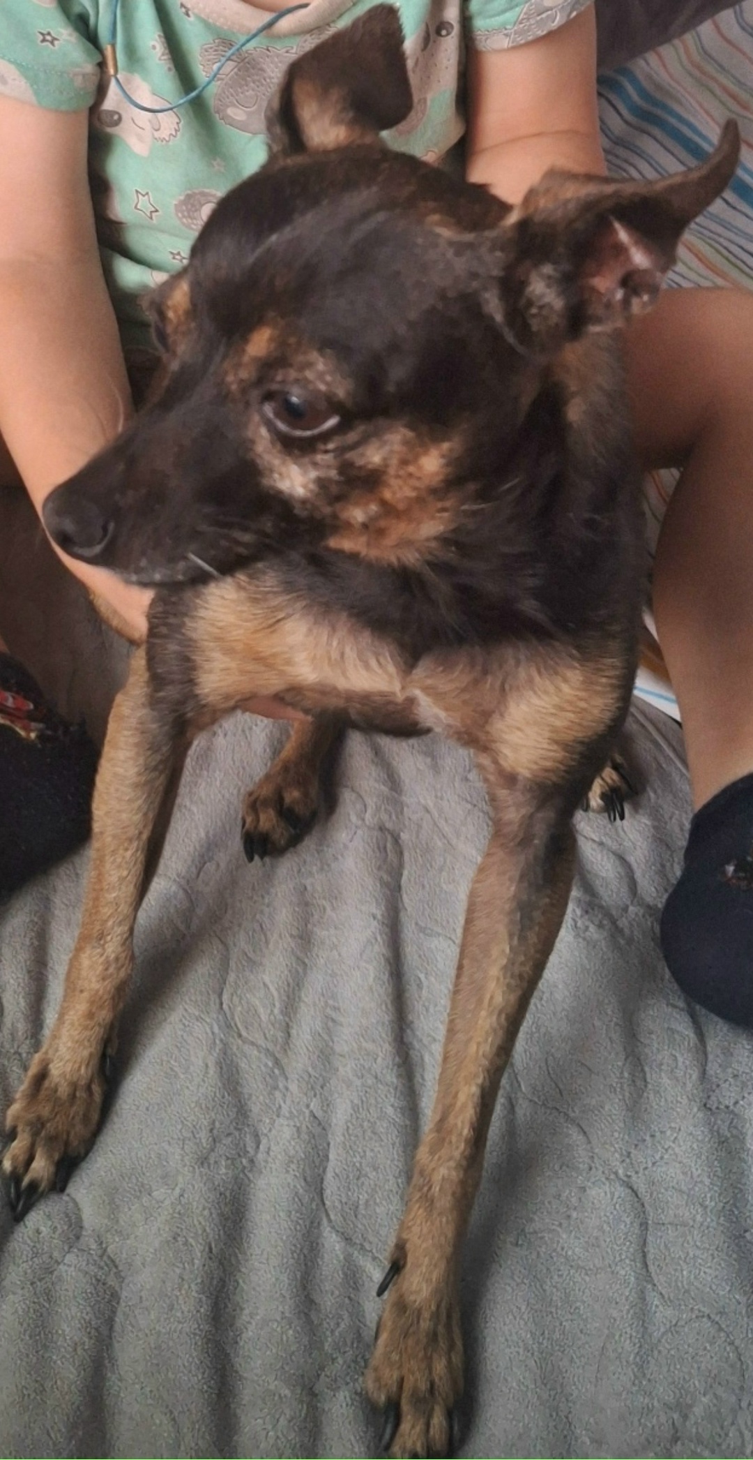 Пропала собака в Волжском — фото объявления