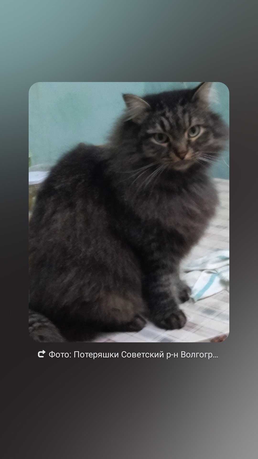 Пропала кошка в Волжском — фото объявления