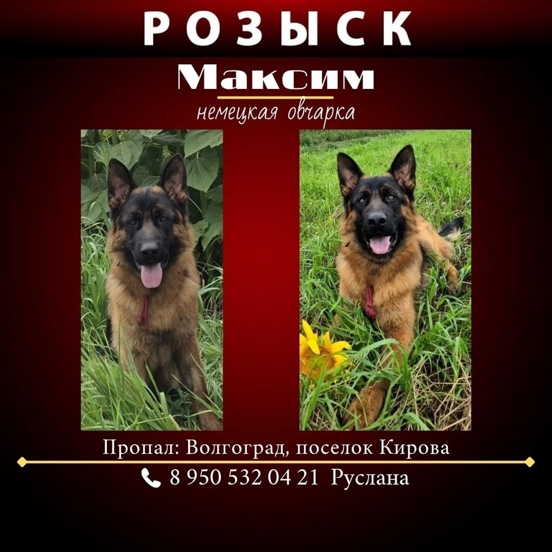 Пропала собака в Волжском — фото объявления
