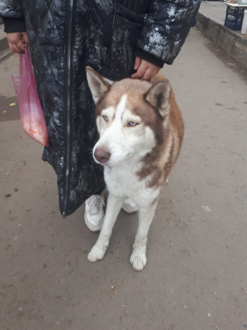 Найдена собака в Волжском — фото объявления