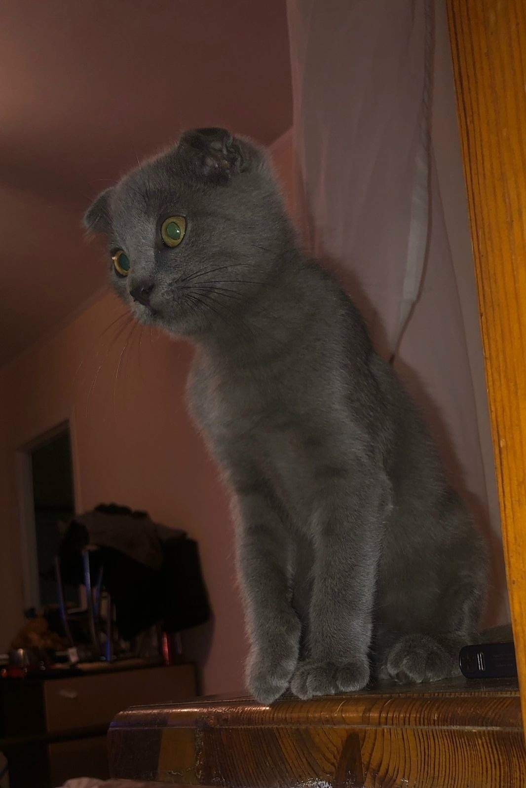 Пропала кошка в Волжском — фото объявления