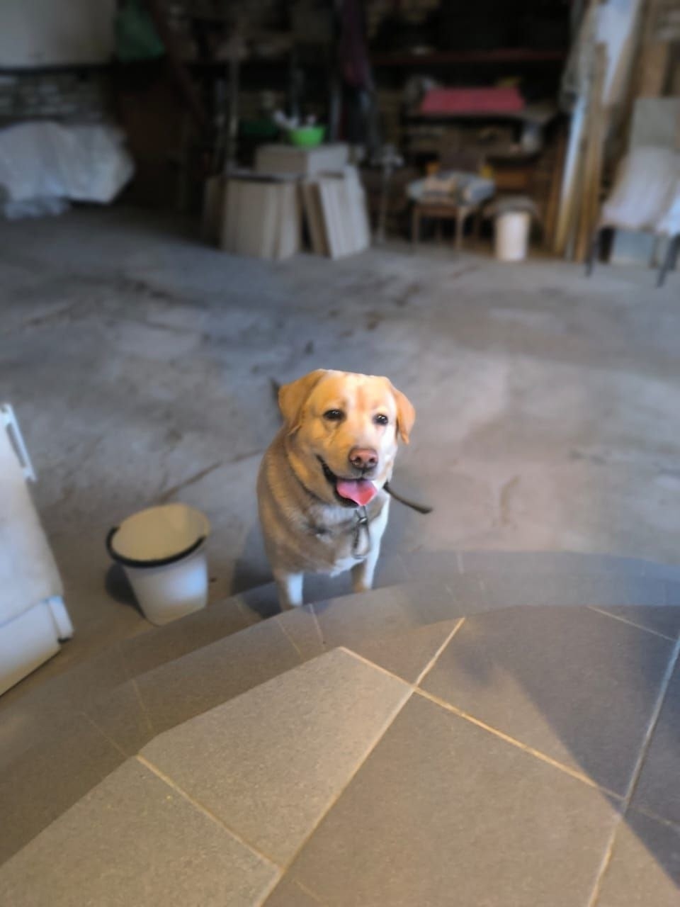 Найдена собака в Волжском — фото объявления