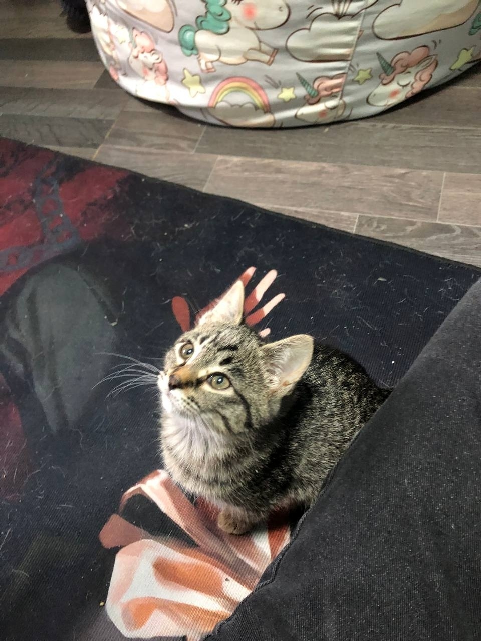 Найдена собака в Волжском — фото объявления