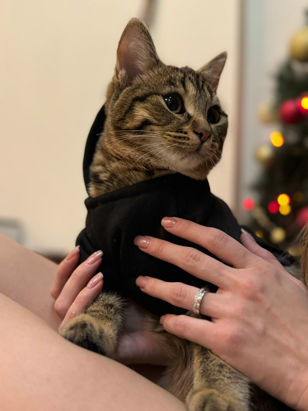 Пропала кошка в Волжском — фото объявления