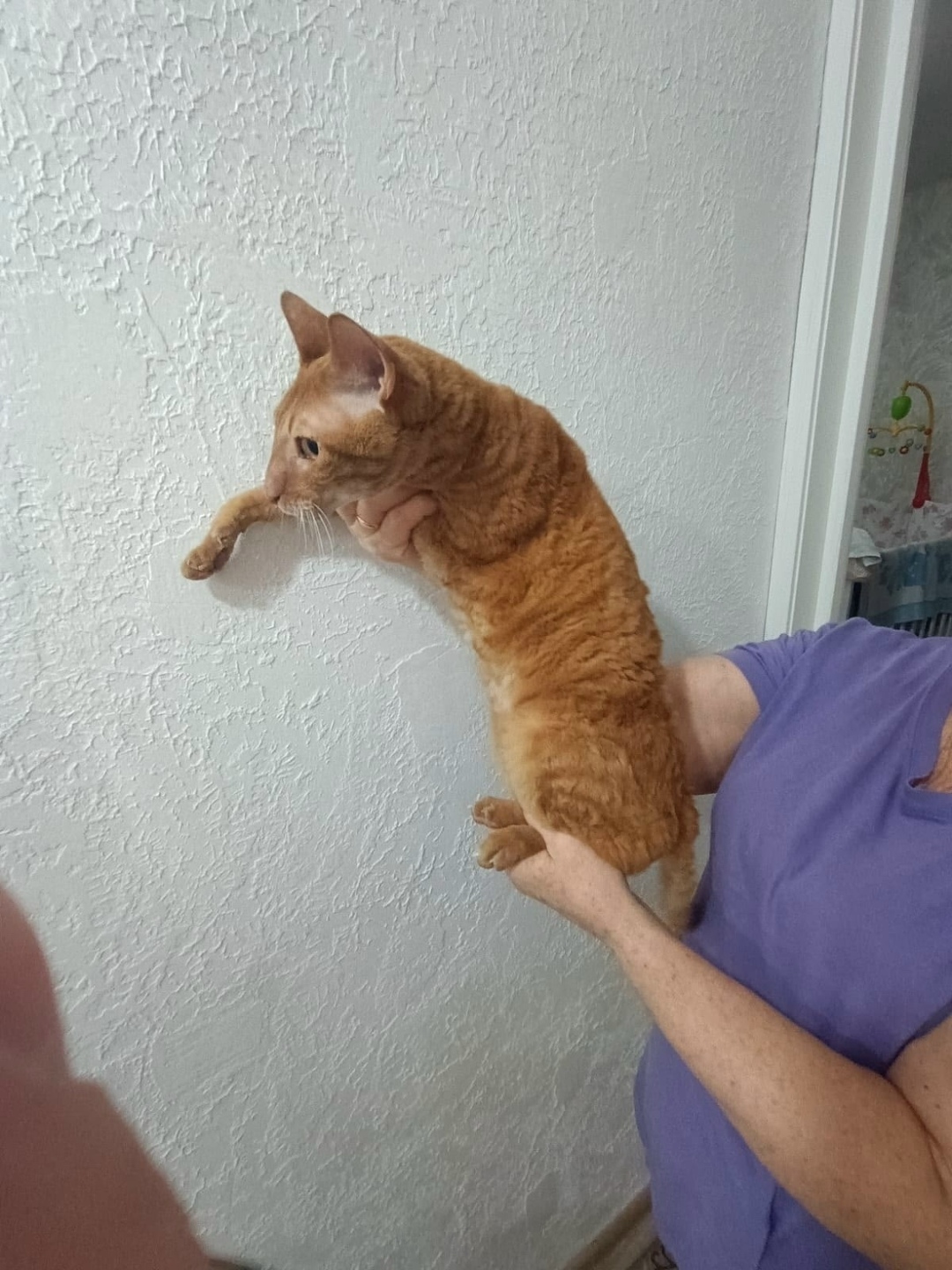 Найдена кошка в Волжском — фото объявления