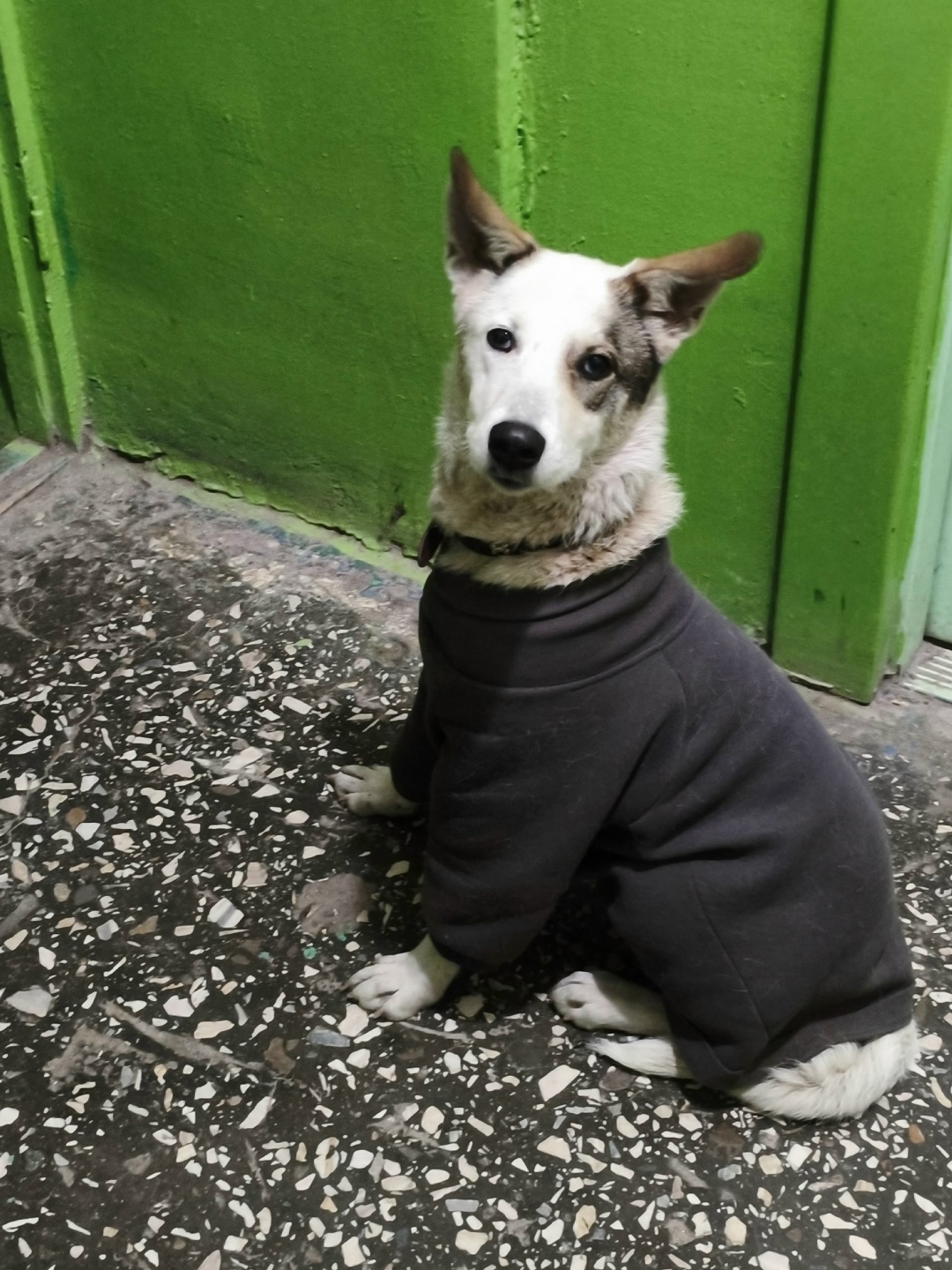 Найдена собака в Волжском — фото объявления
