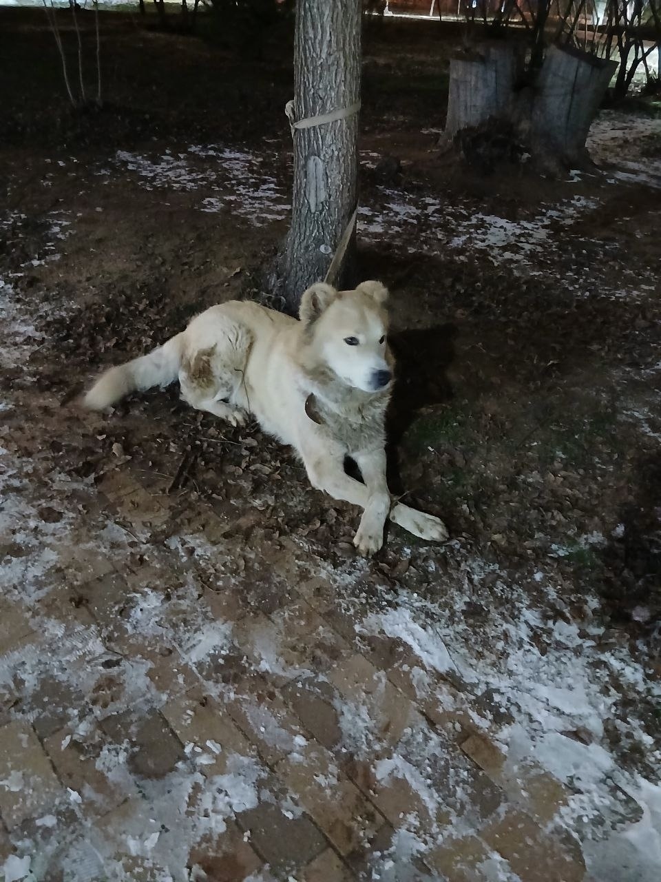 Найдена собака в Волжском — фото объявления