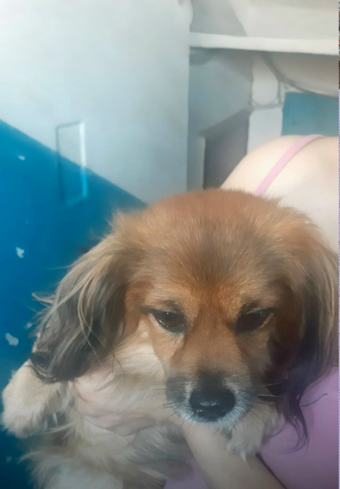 Найдена собака в Волжском — фото объявления