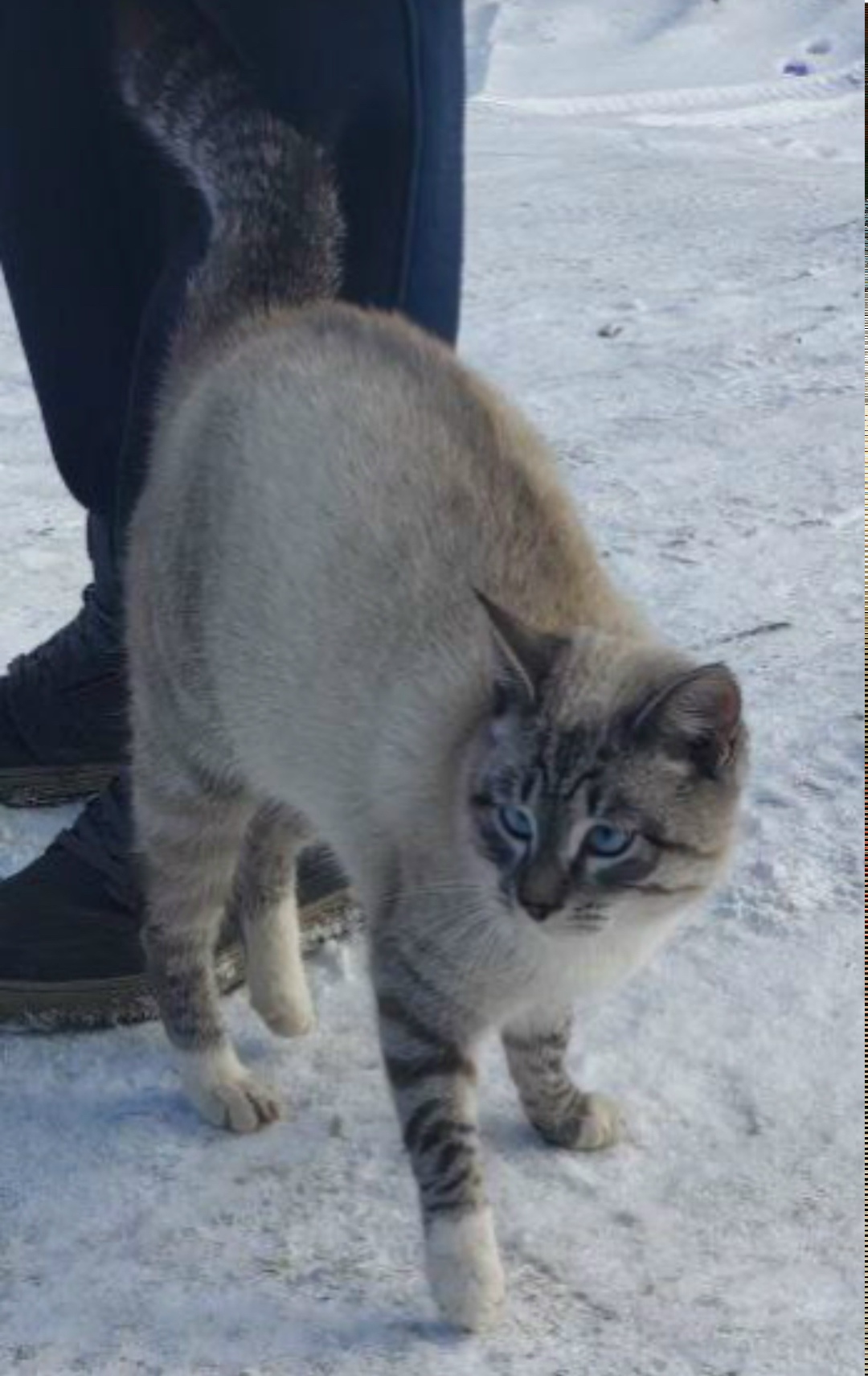 Найдена кошка в Волжском — фото объявления