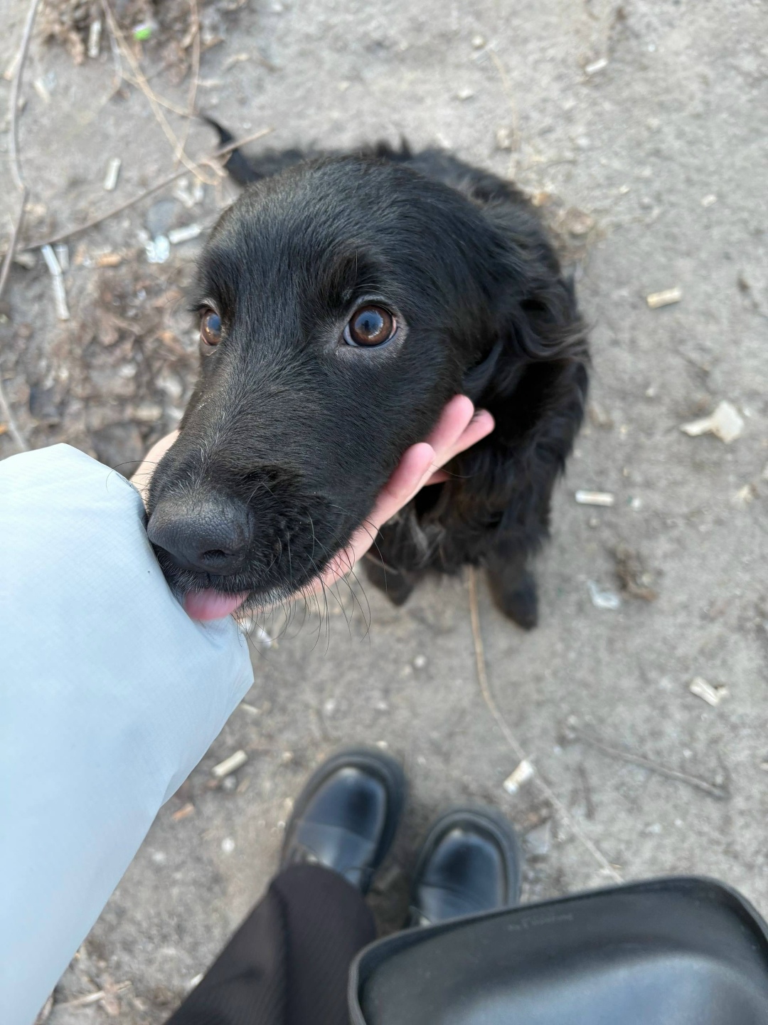 Пропала собака в Волжском — фото объявления