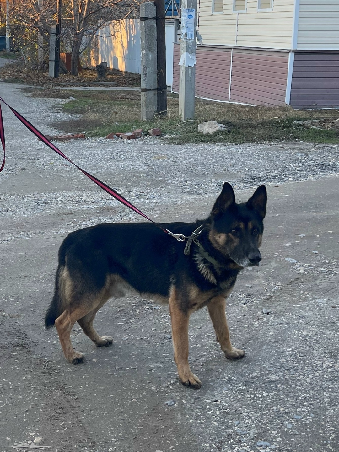 Пропала собака в Волжском — фото объявления