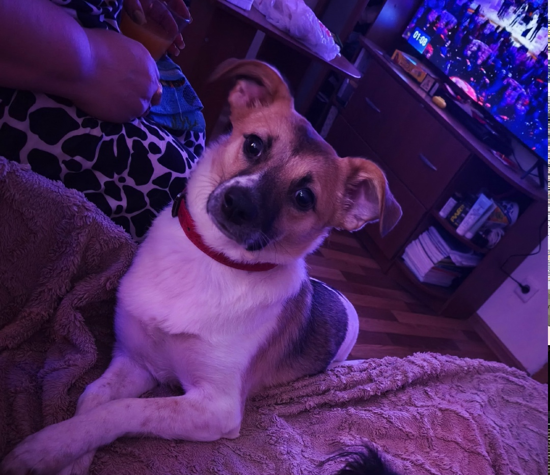 Найдена собака в Волжском — фото объявления