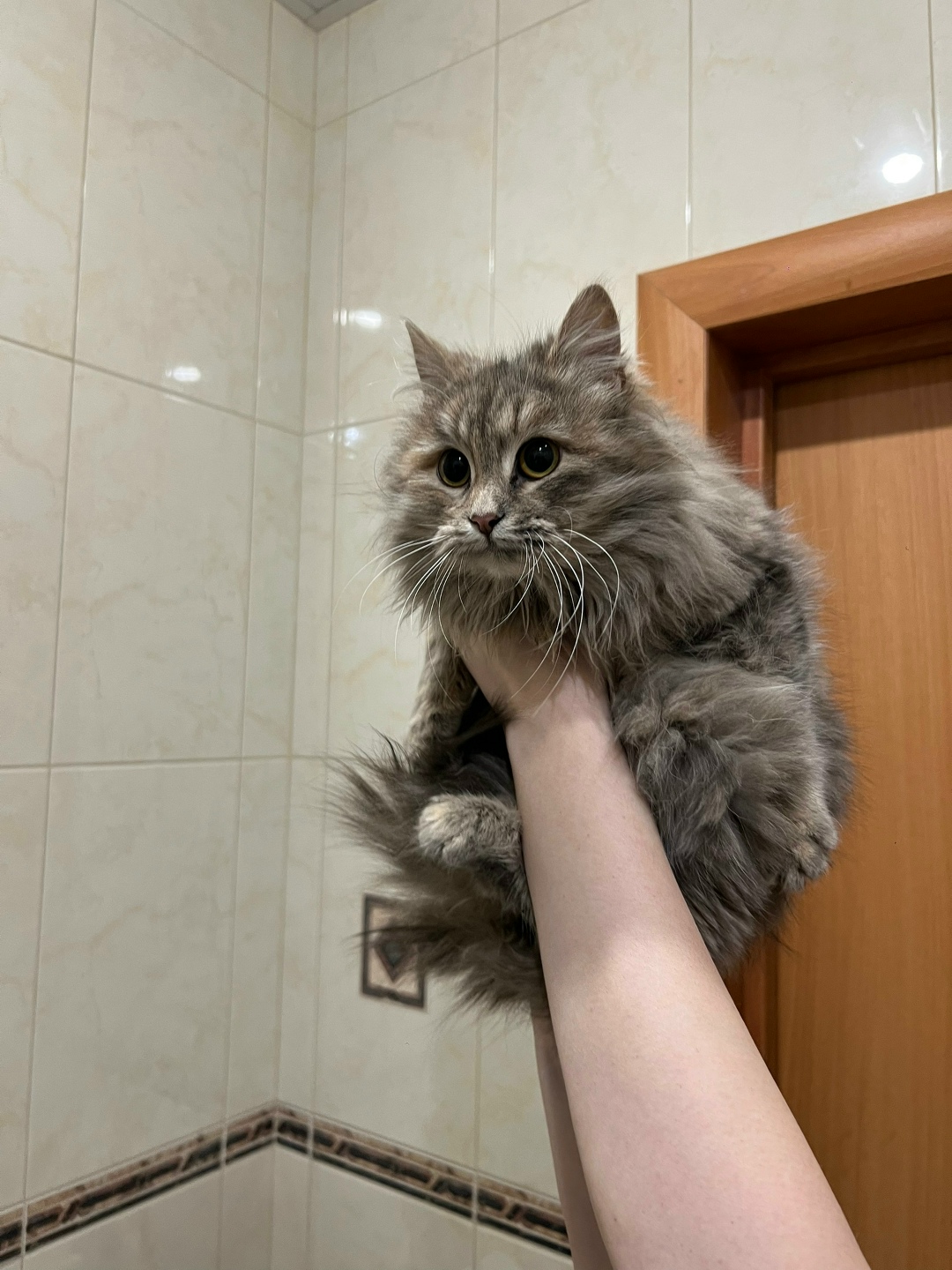 Найдена кошка в Волжском — фото объявления