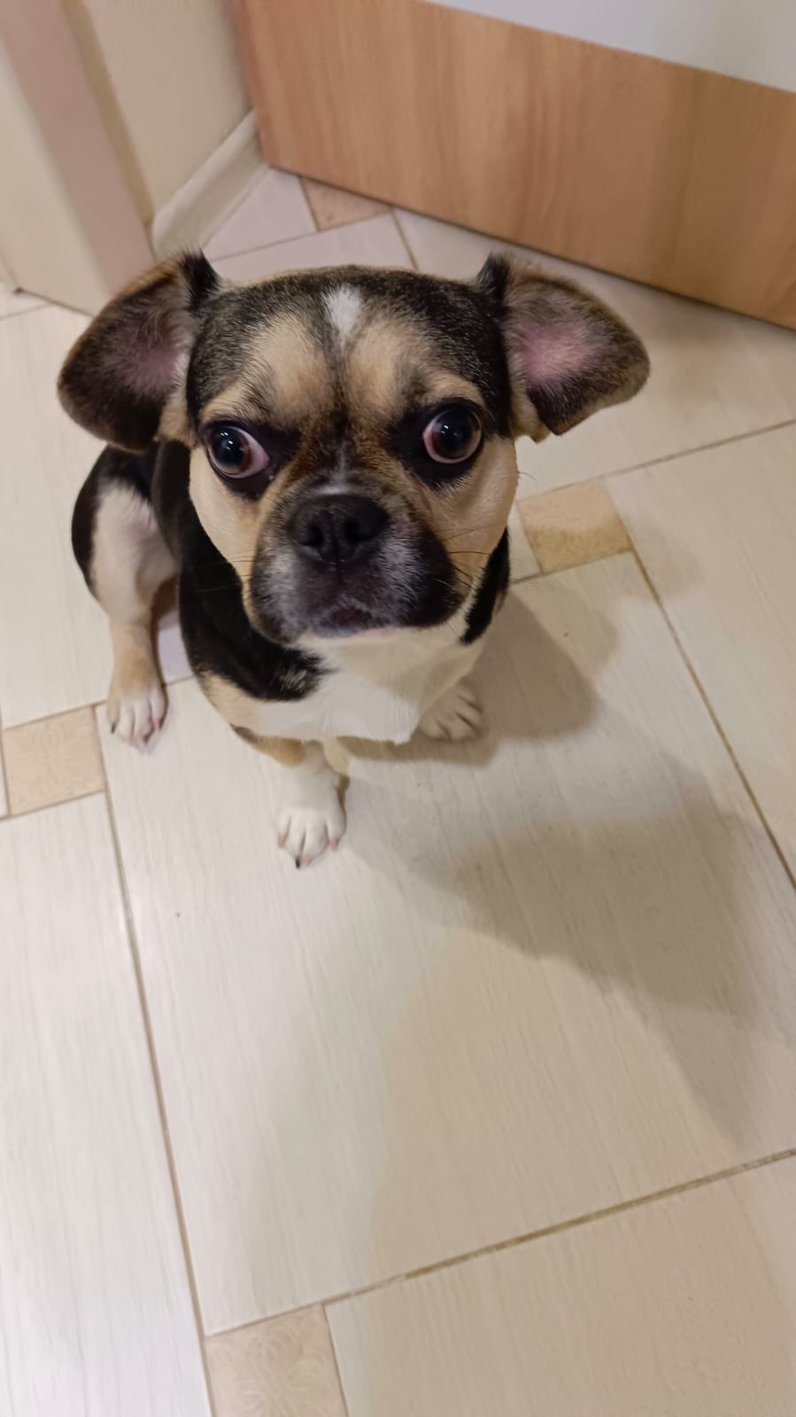 Найдена собака в Волжском — фото объявления