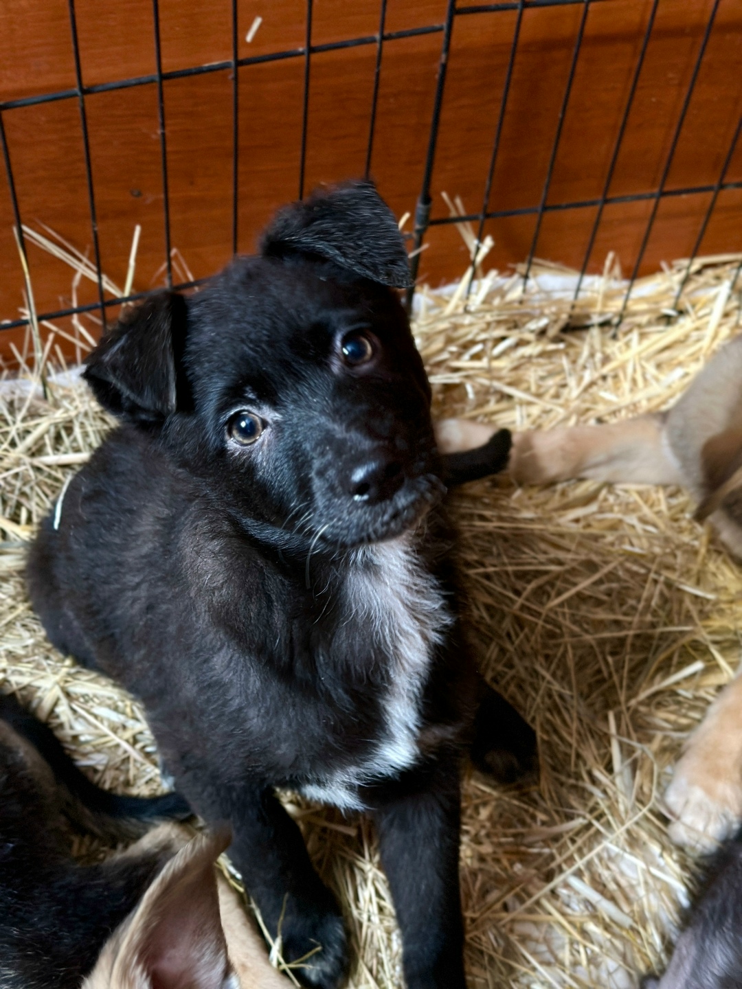 Найдена собака в Волжском — фото объявления