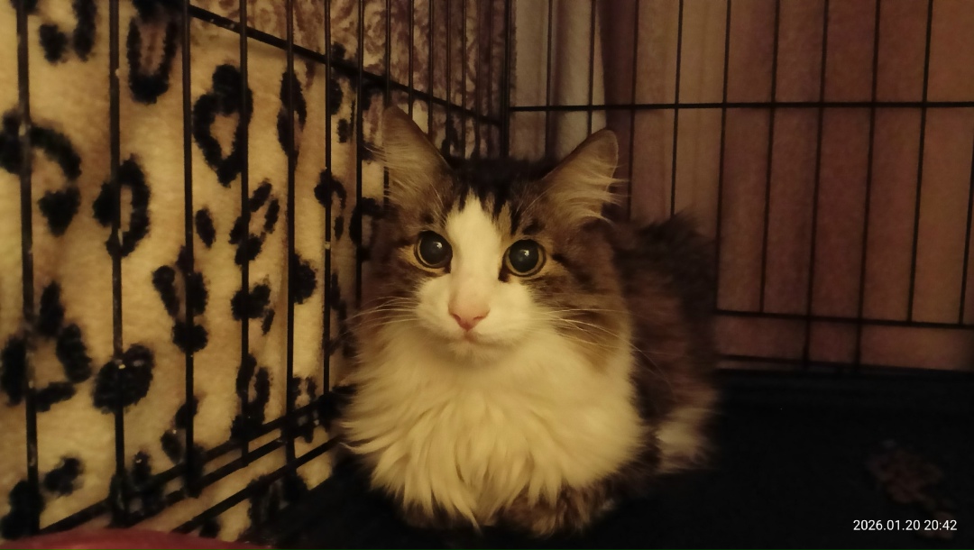 Найдена собака в Волжском — фото объявления