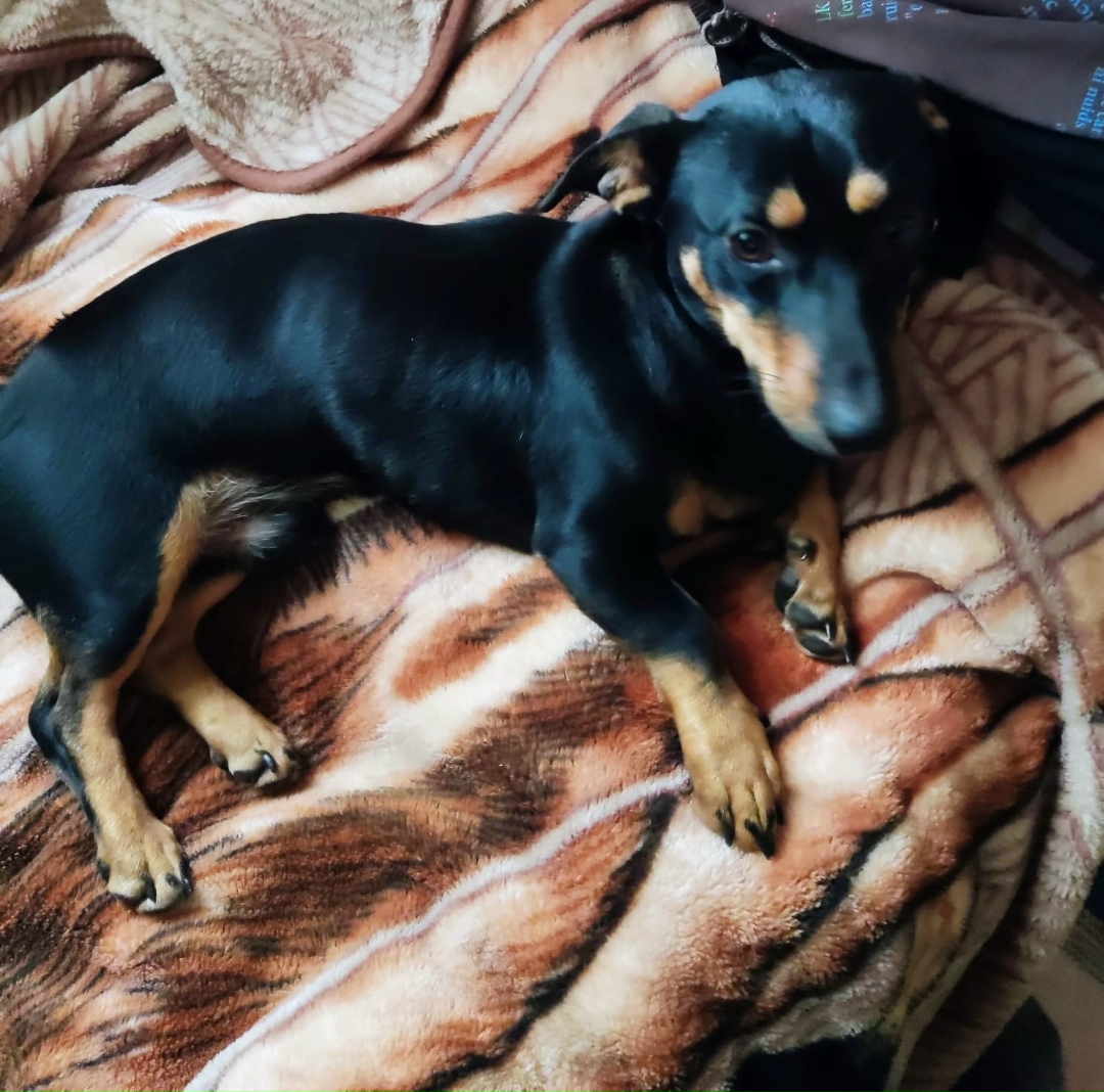 Пропала собака в Волжском — фото объявления