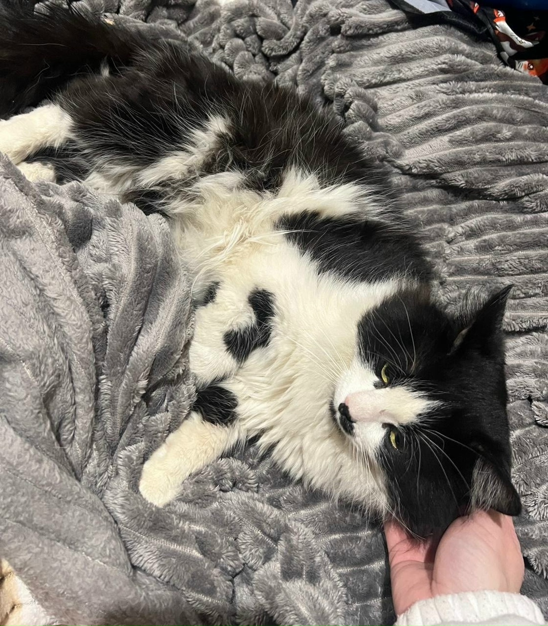 Найдена кошка в Волжском — фото объявления