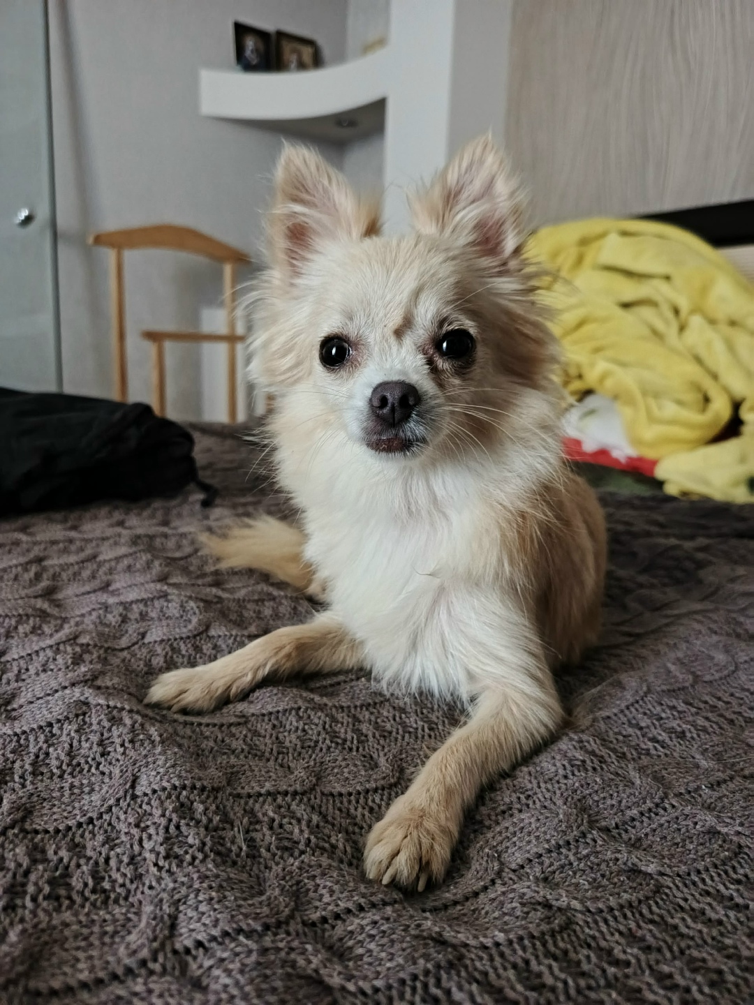 Найдена собака в Волжском — фото объявления