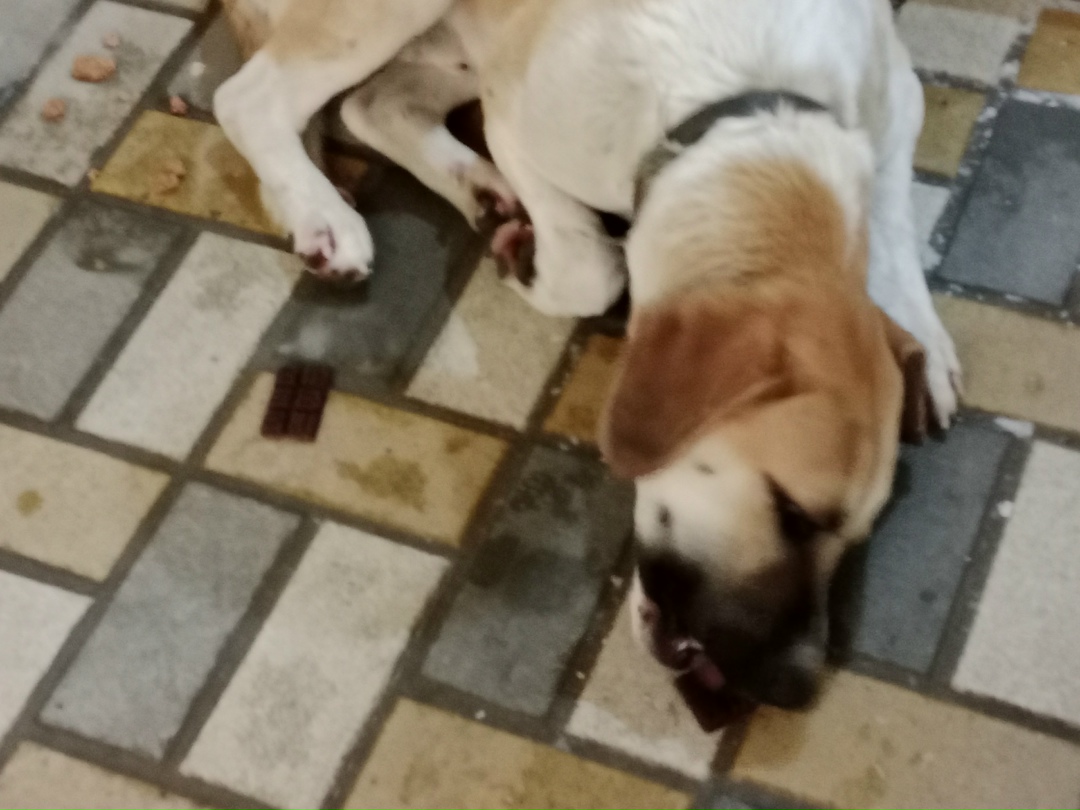 Найдена собака в Волжском — фото объявления