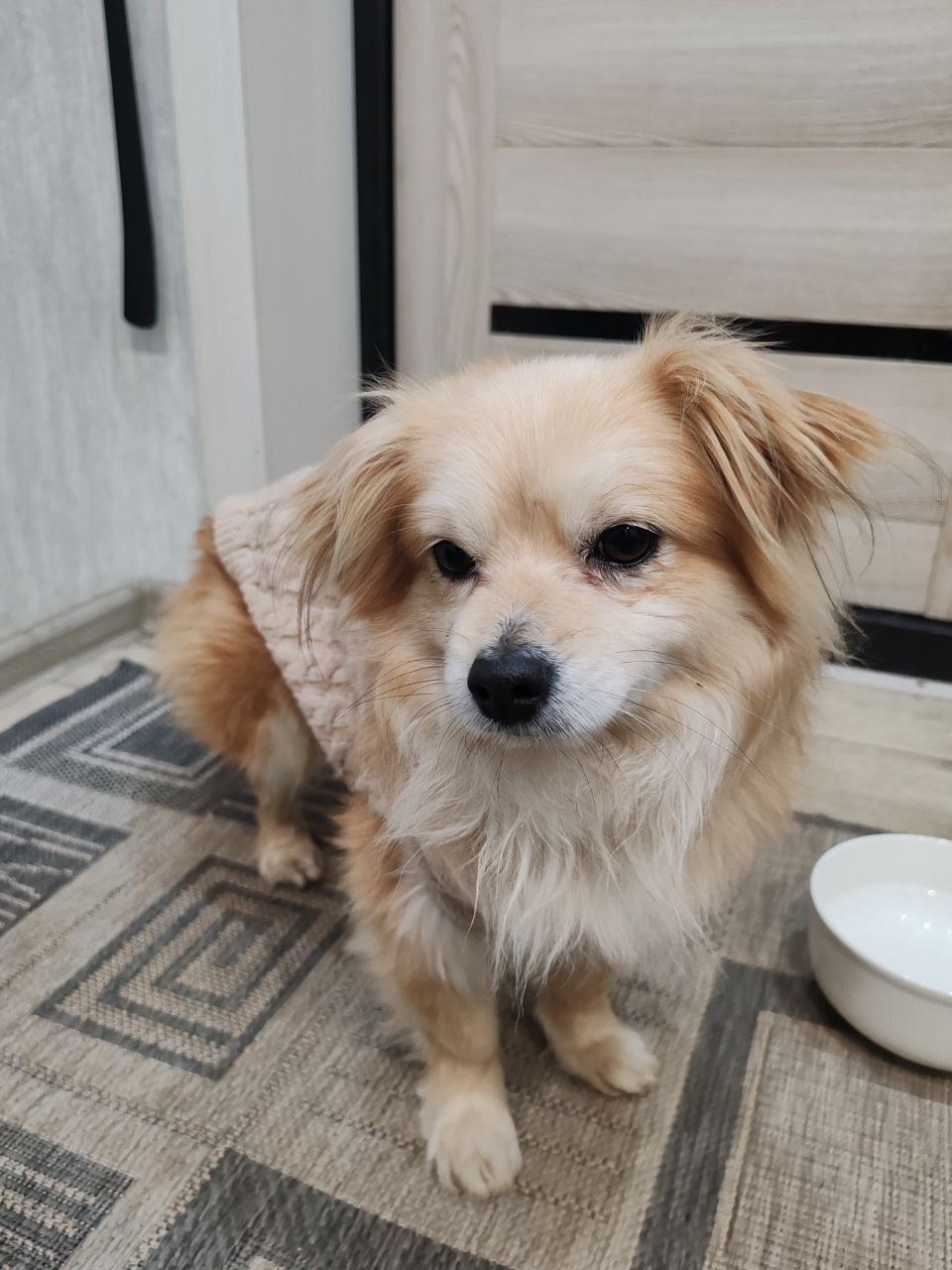 Найдена собака в Волжском — фото объявления