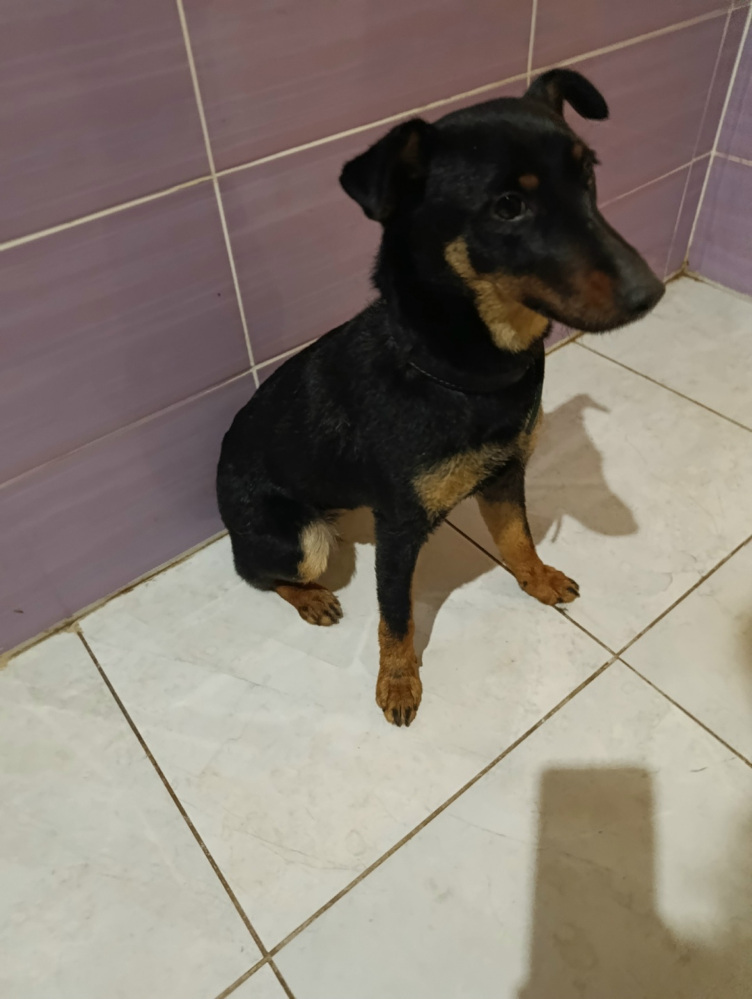 Найдена собака в Волжском — фото объявления