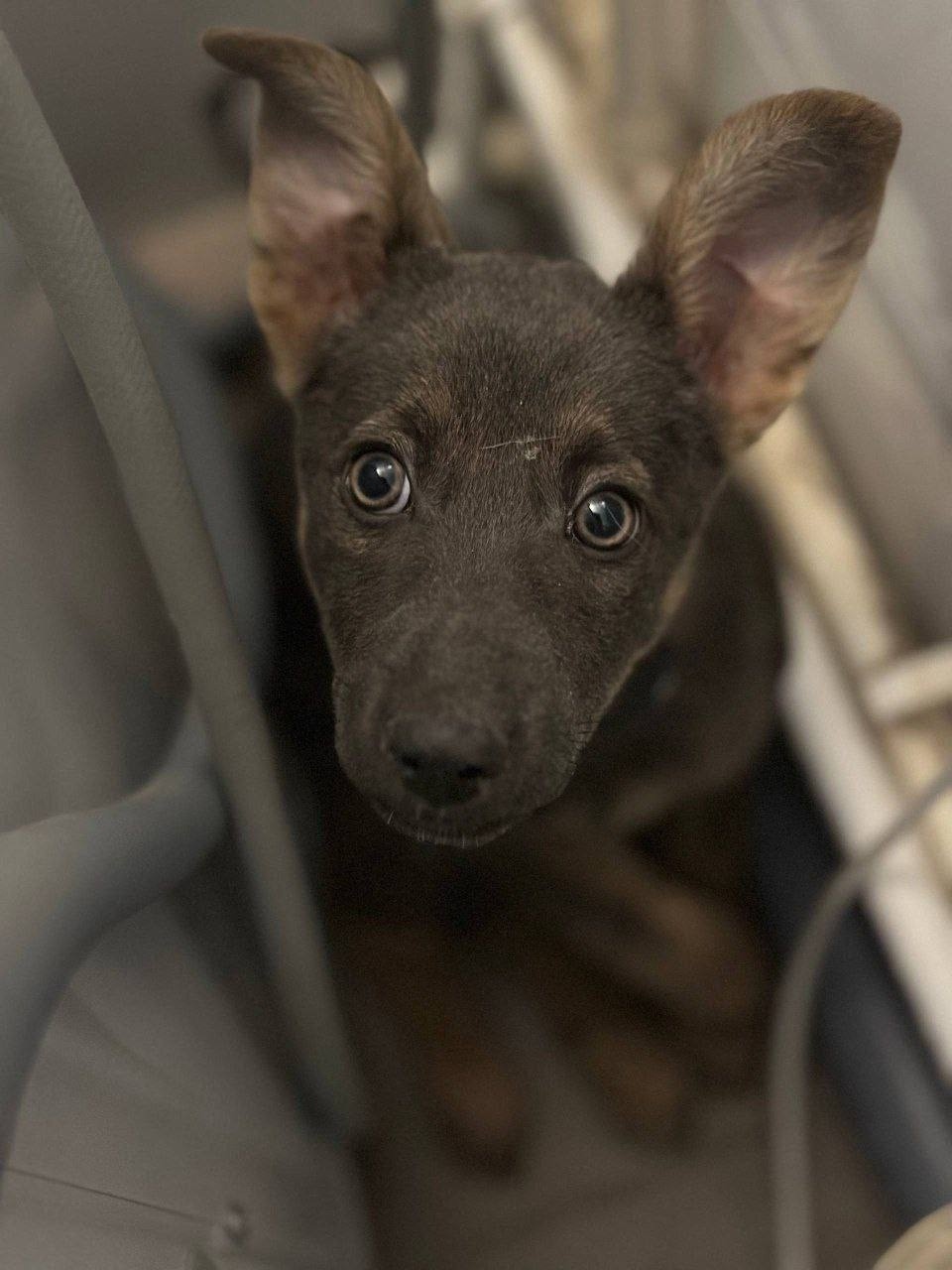 Найдена собака в Волжском — фото объявления