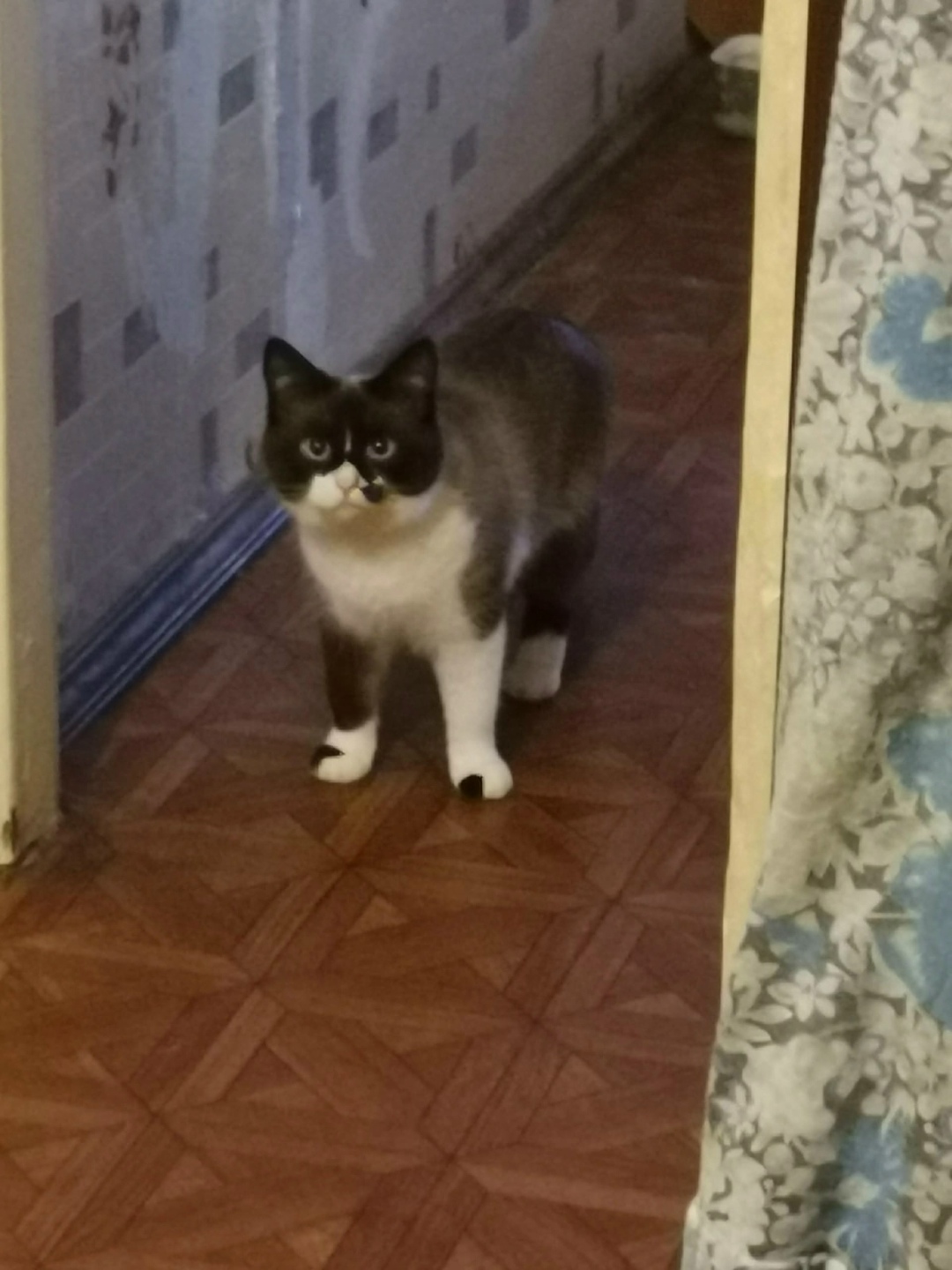 Пропала кошка в Волжском — фото объявления