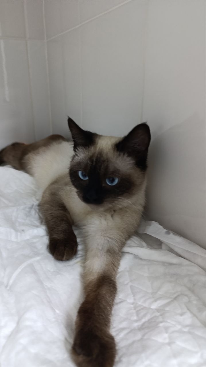 Найдена собака в Волжском — фото объявления