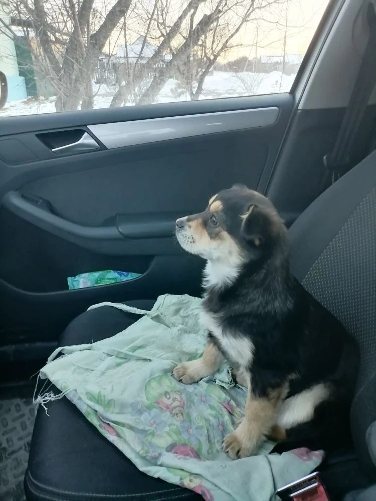Найдена собака в Волжском — фото объявления