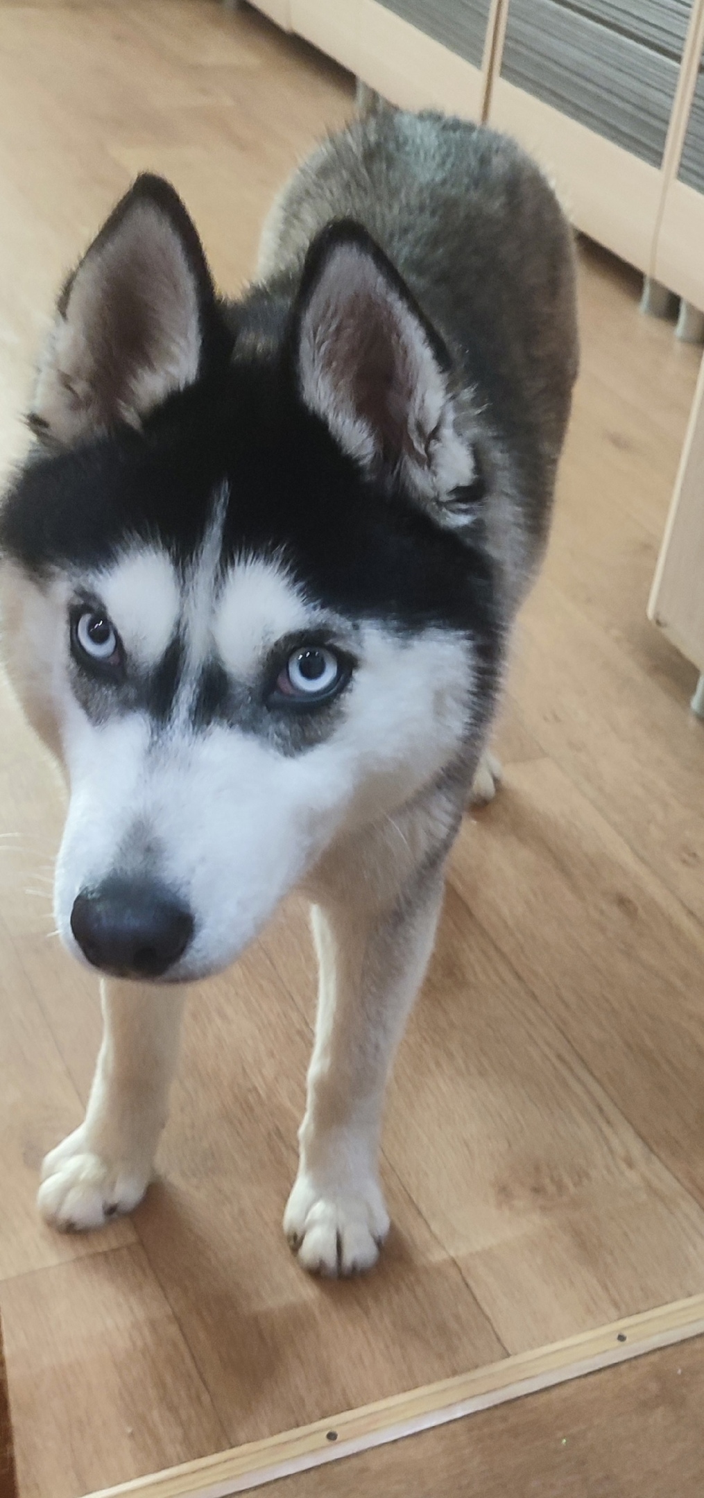 Найдена собака в Волжском — фото объявления