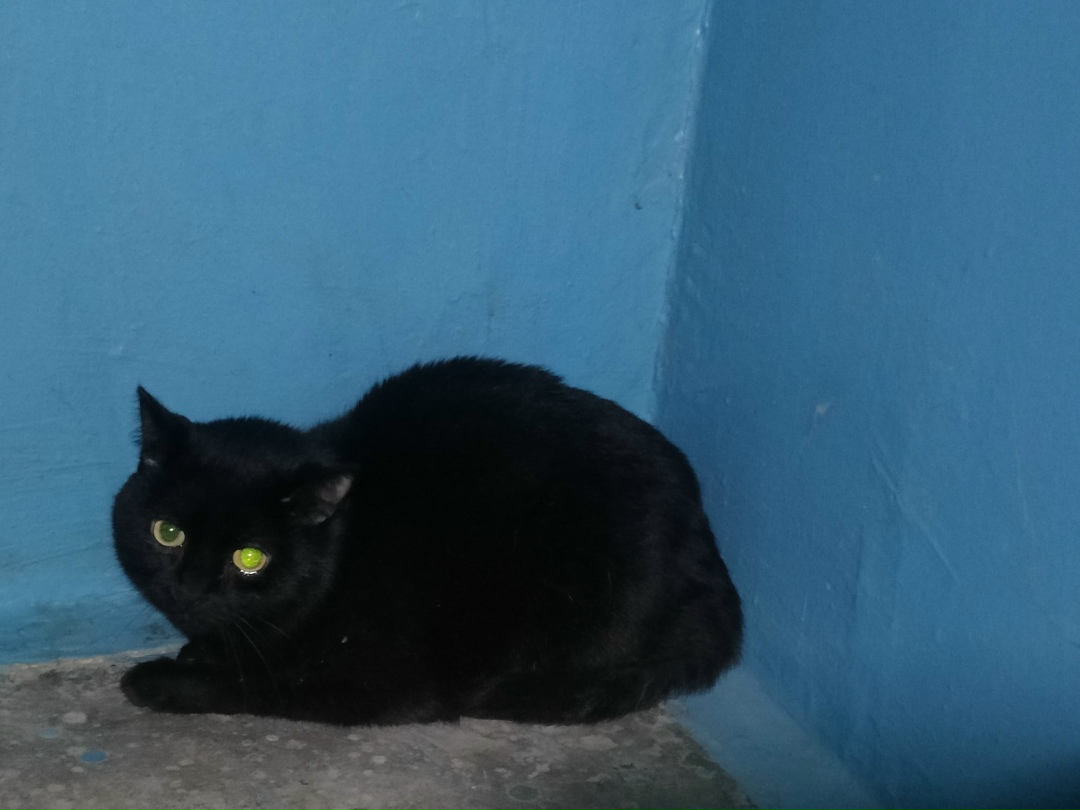 Пропала собака в Волжском — фото объявления