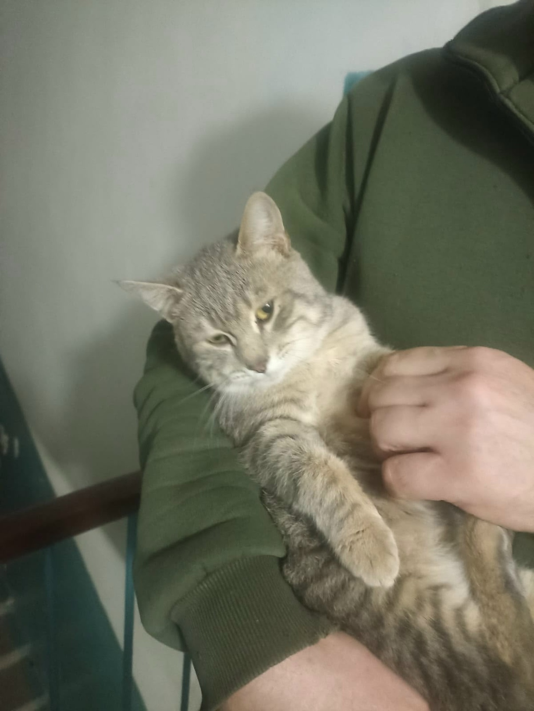 Пропала собака в Волжском — фото объявления