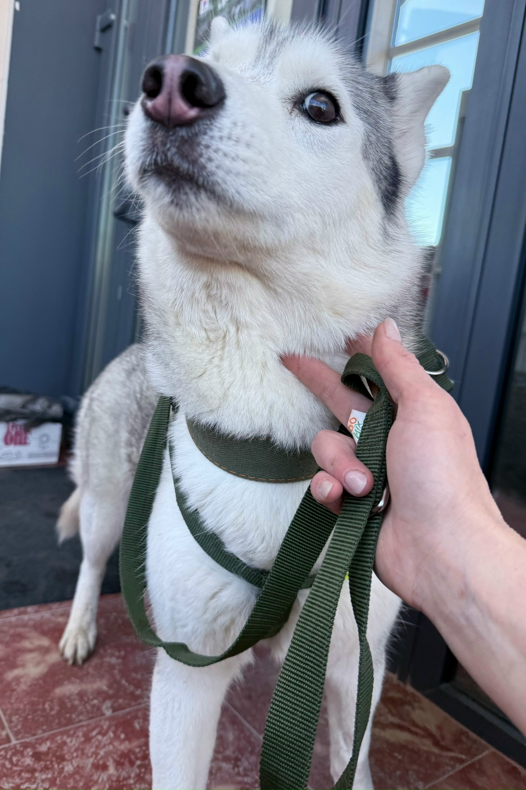 Найдена собака в Волжском — фото объявления