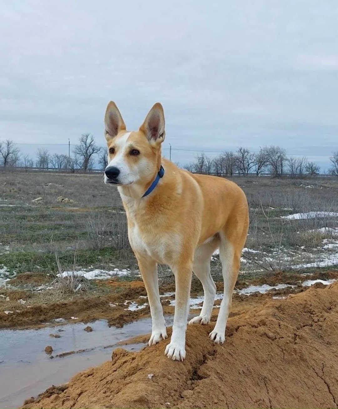 Пропала собака в Волжском — фото объявления