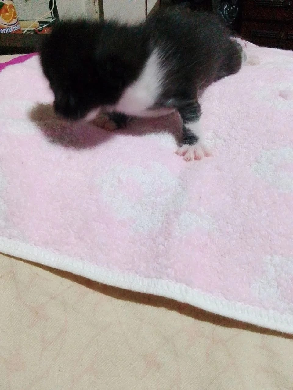 Пропала кошка в Волжском — фото объявления