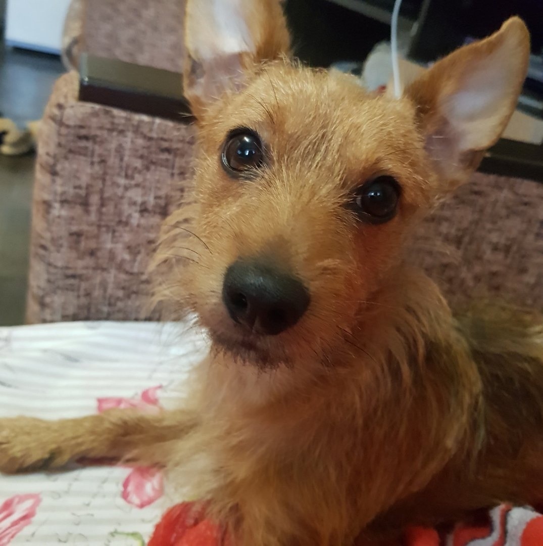 Пропала собака в Волжском — фото объявления