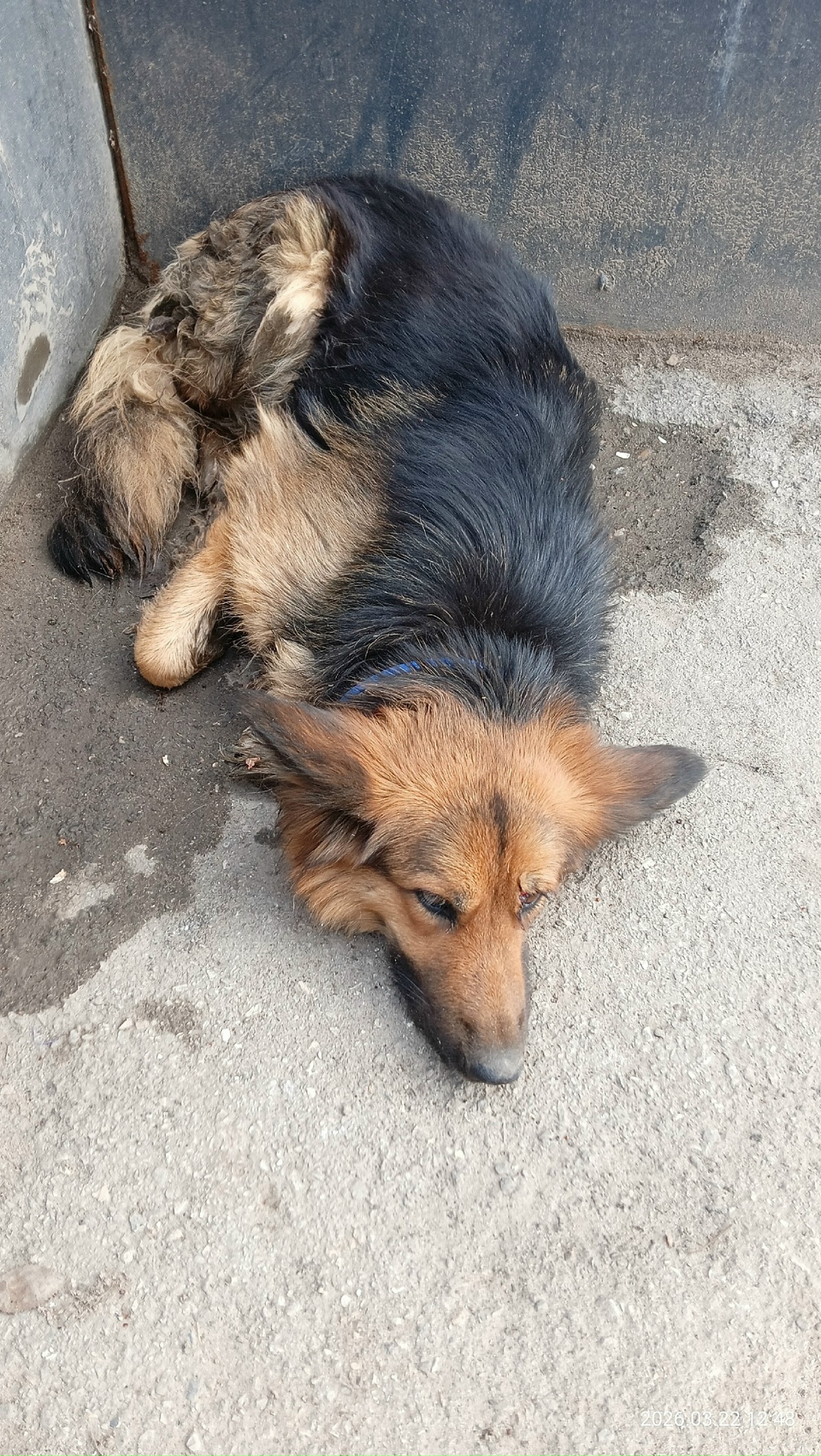 Найдена собака в Волжском — фото объявления