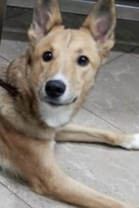 Найдена собака в Волжском — фото объявления