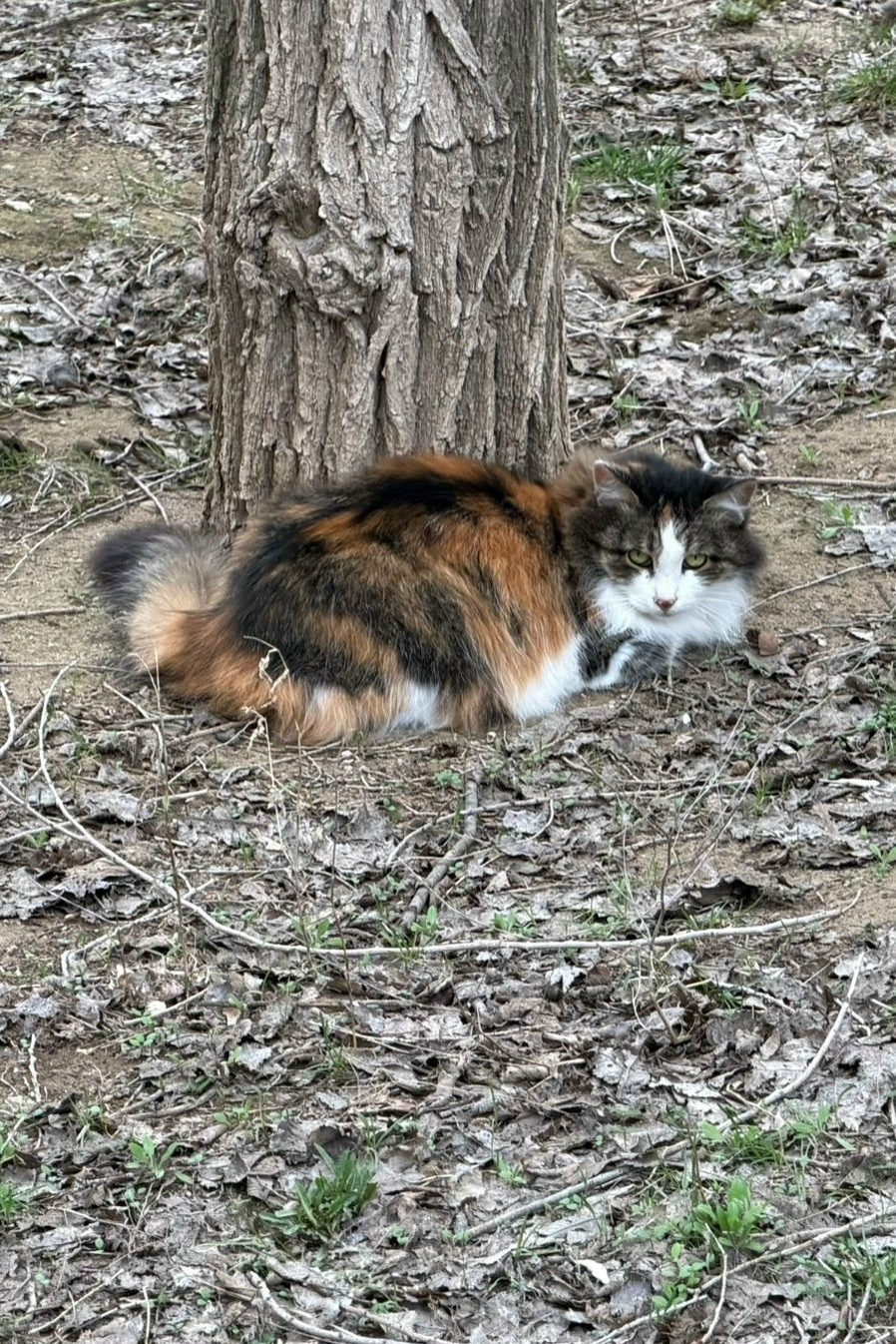 Пропала собака в Волжском — фото объявления