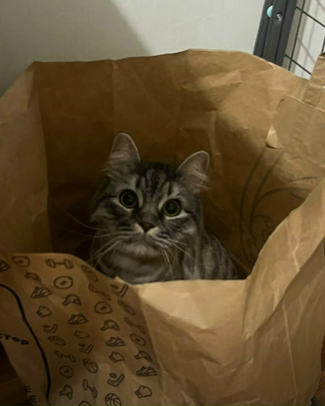 Пропала кошка в Волжском — фото объявления