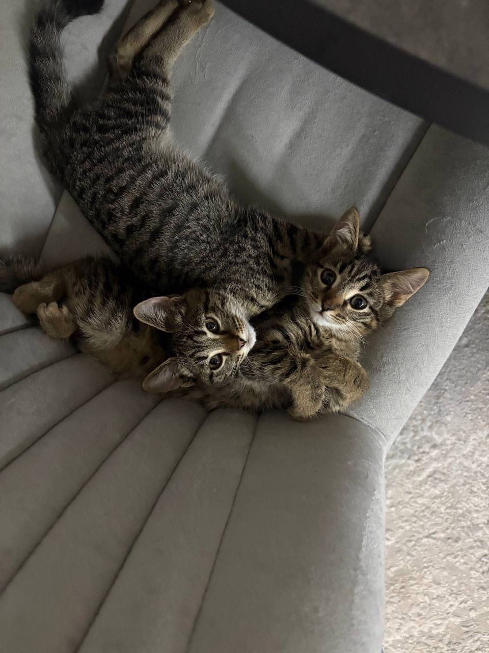 Найдена кошка в Волжском — фото объявления